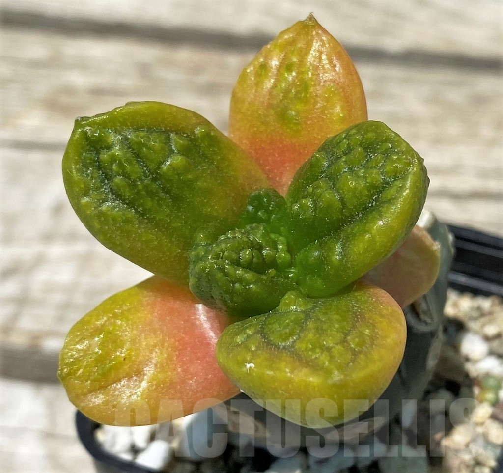 SH11258 Ariocarpus fissuratus 'Godzilla', grafted