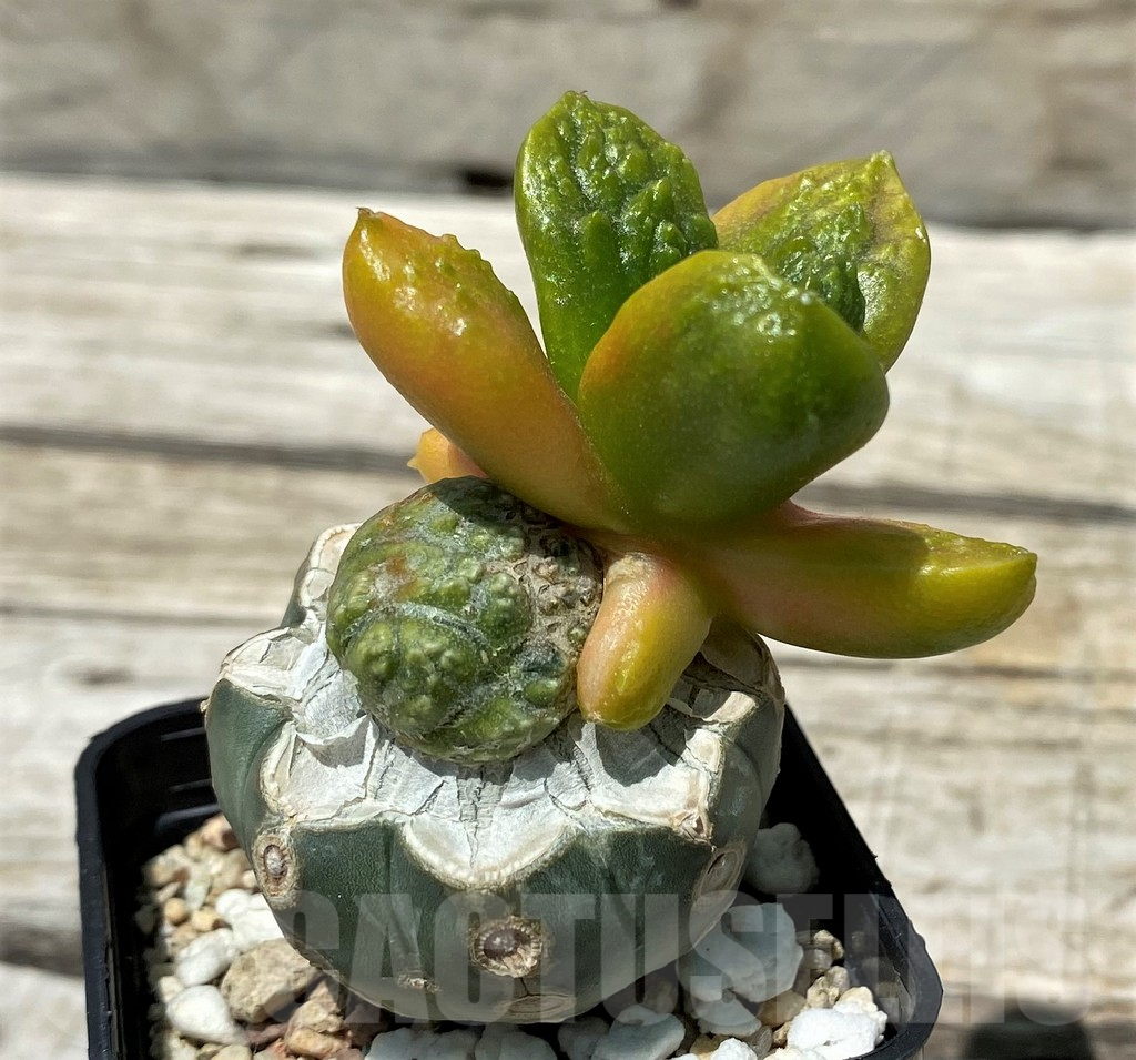 SH11258 Ariocarpus fissuratus 'Godzilla', grafted - Obrázek 2