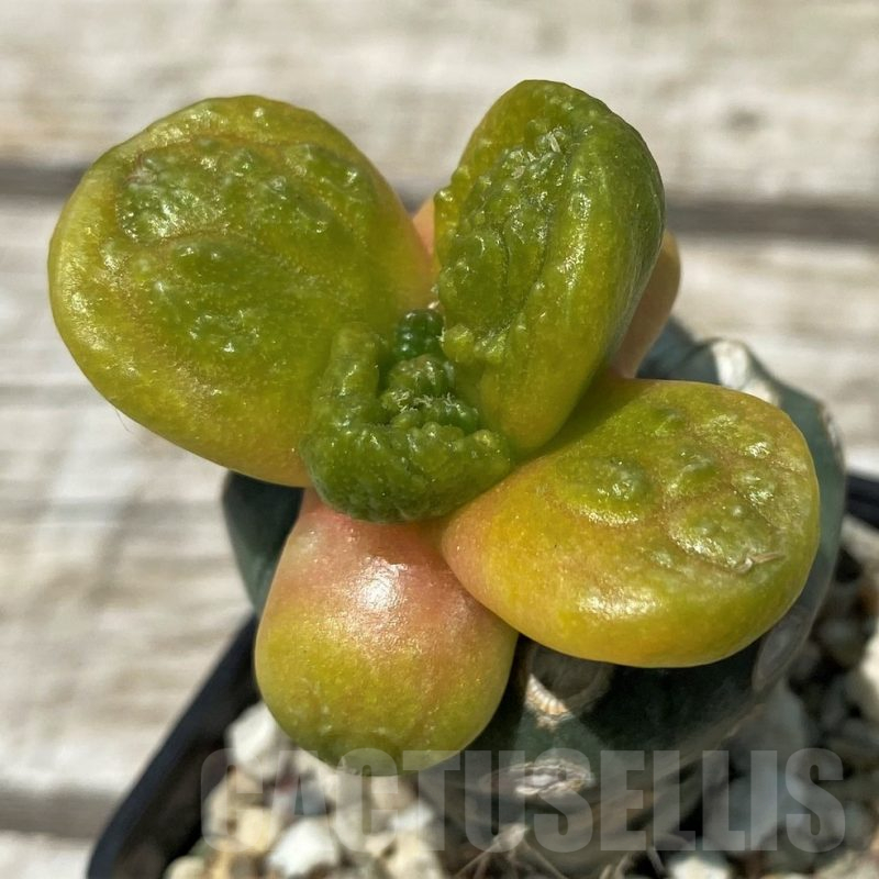 SH11260 Ariocarpus fissuratus 'Godzilla', grafted