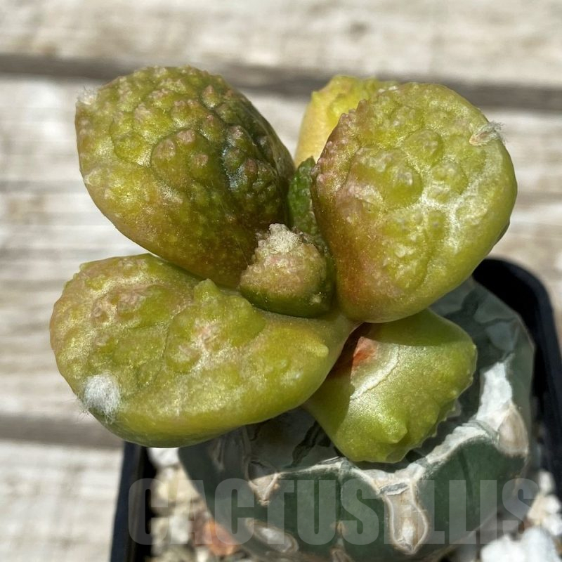 SH11261 Ariocarpus fissuratus 'Godzilla', grafted