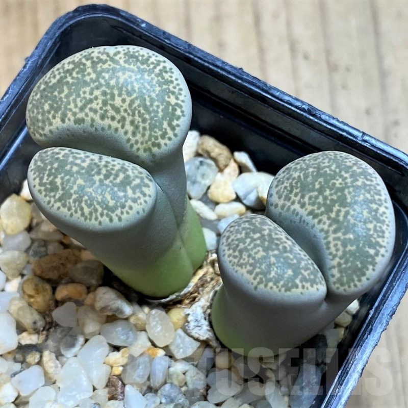 SH12300 Lithops terricolor