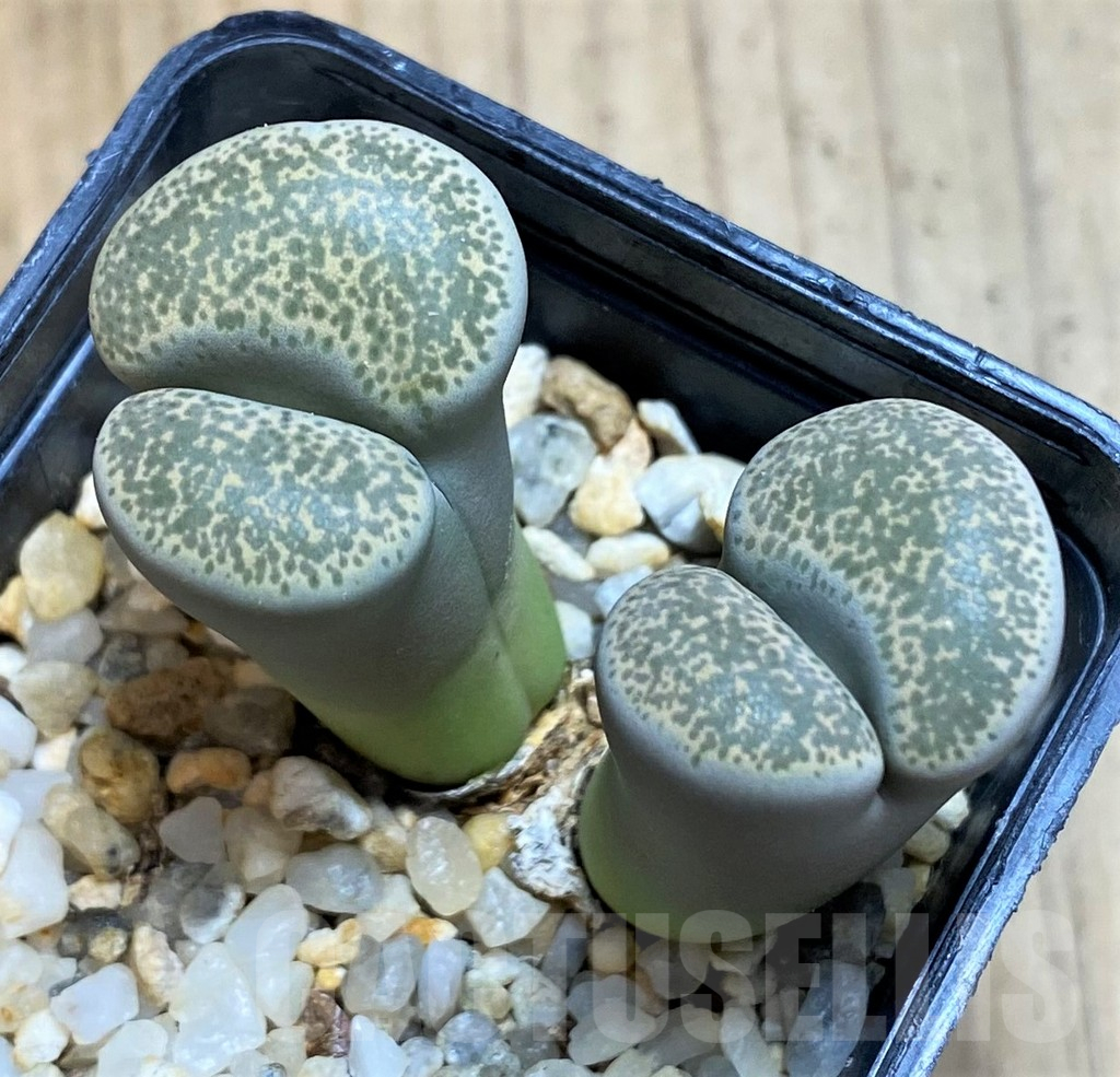 SH12300 Lithops terricolor