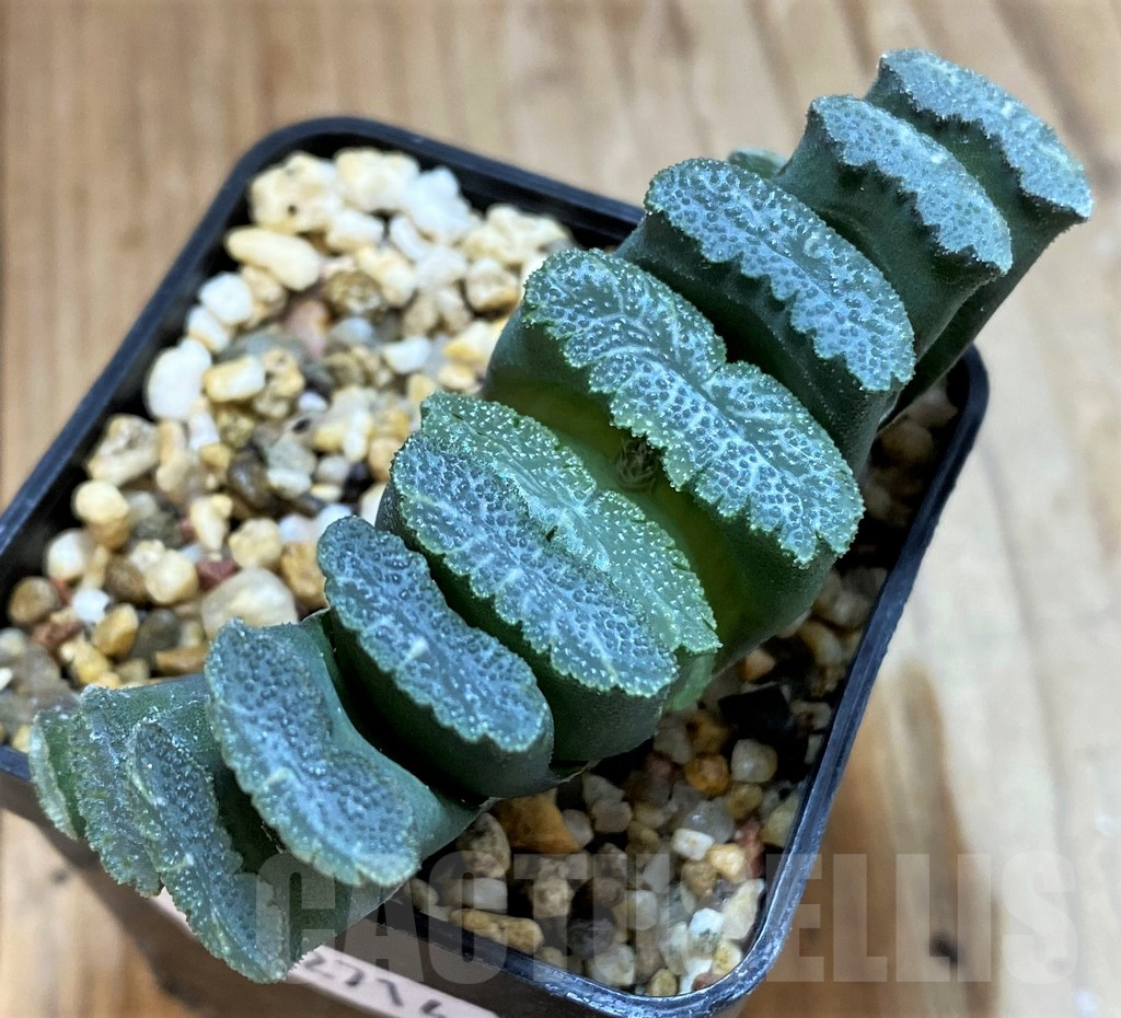 SH12714 Haworthia truncata -Japan-