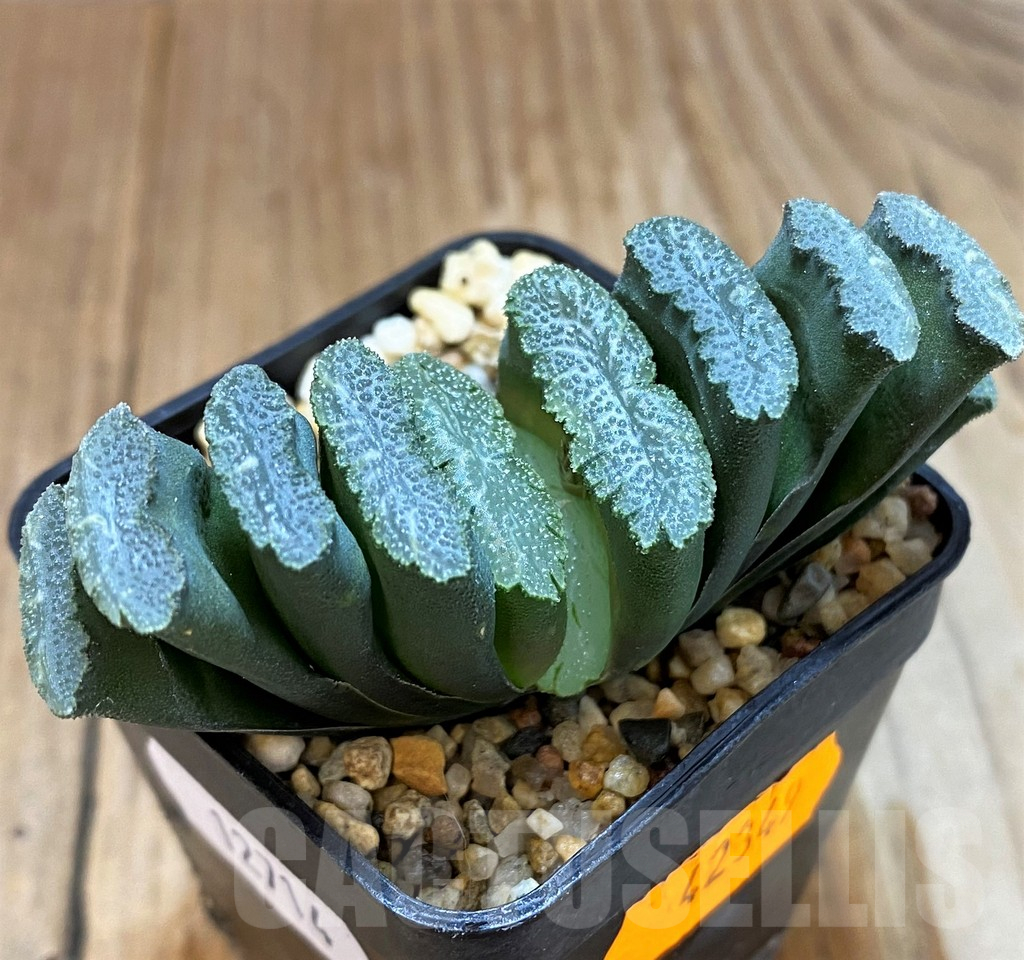 SH12714 Haworthia truncata -Japan- - Image 2