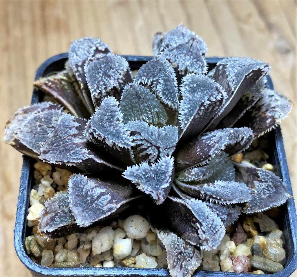 SH12718 Haworthia 'Kegazato' - immagine 2