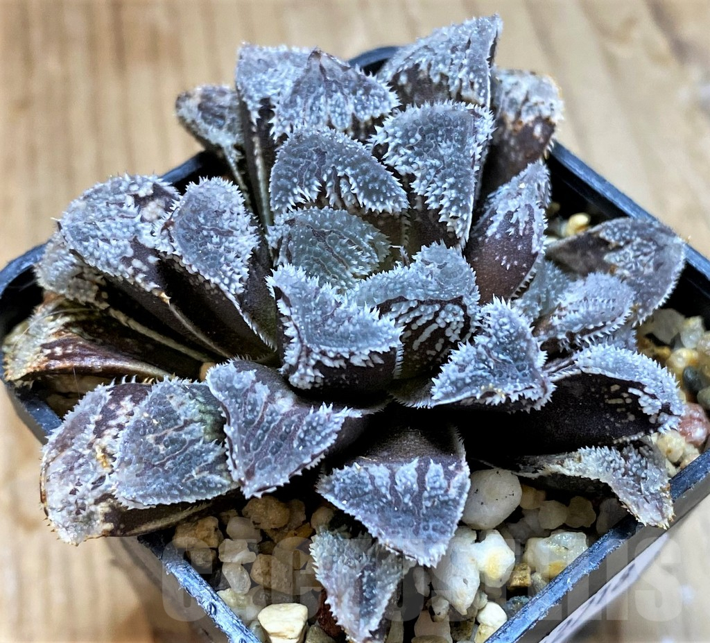 SH12718 Haworthia 'Kegazato'