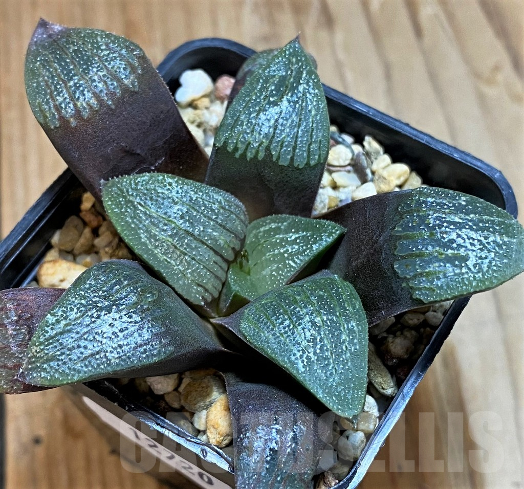 SH12720 Haworthia bayeri - Image 2
