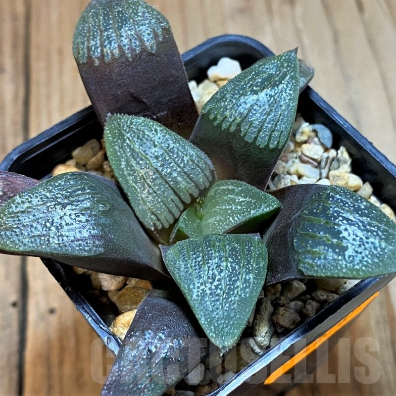 SH12720 Haworthia bayeri