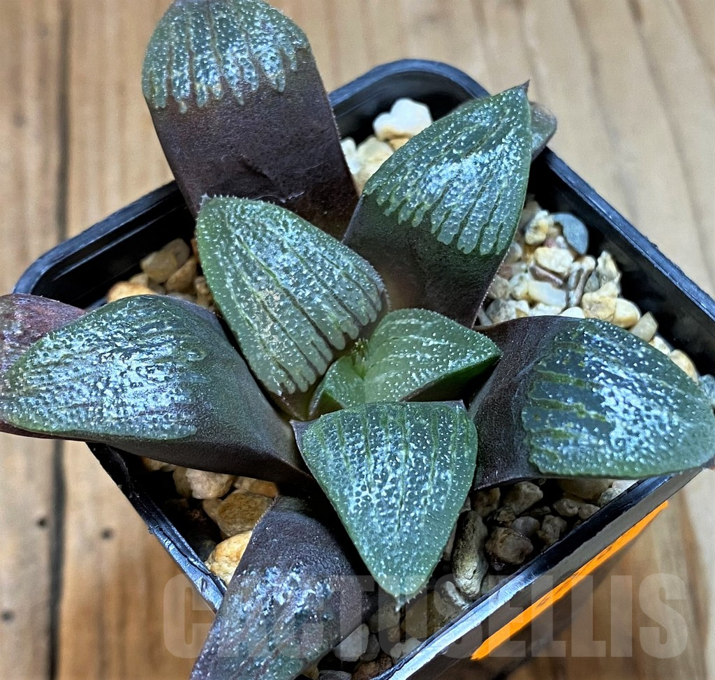 SH12720 Haworthia bayeri