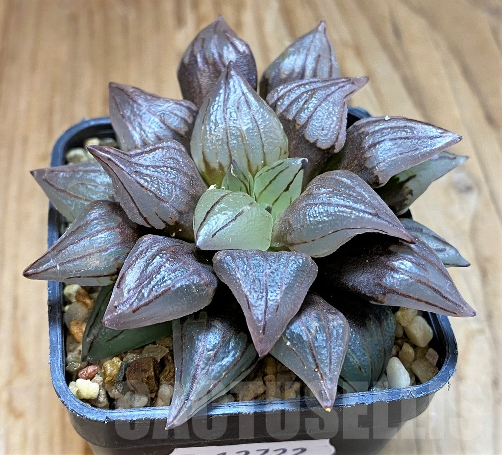 SH12722 Haworthia atrofusca 'Watermelon'