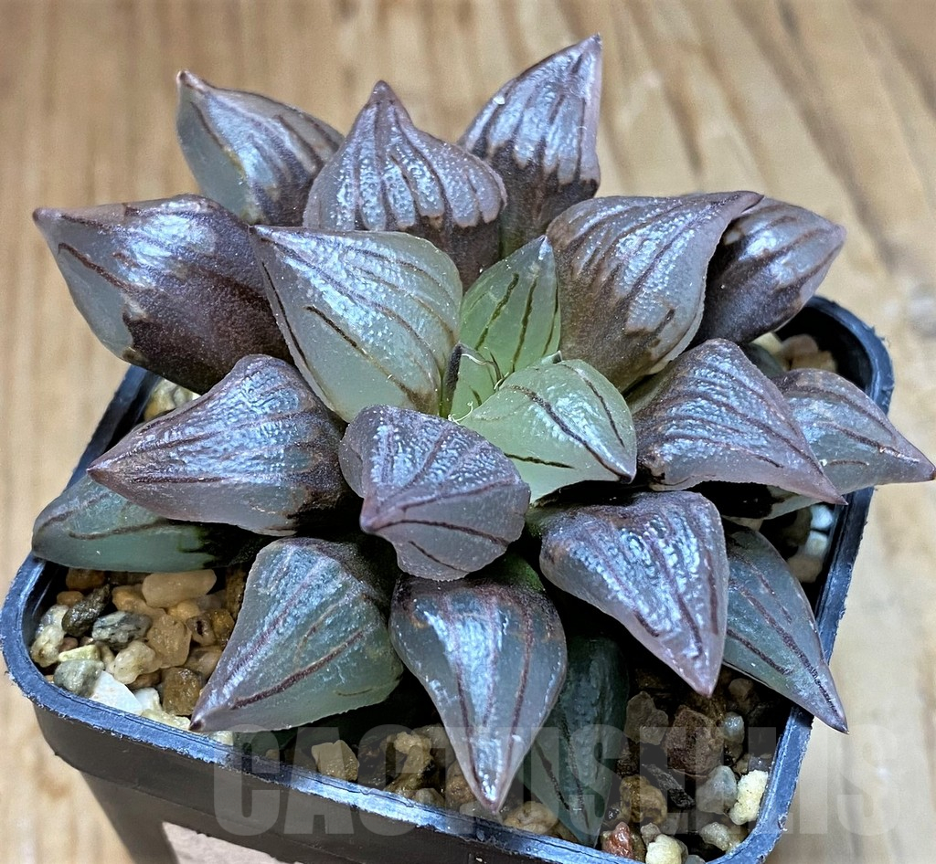 SH12722 Haworthia atrofusca 'Watermelon' - Image 2