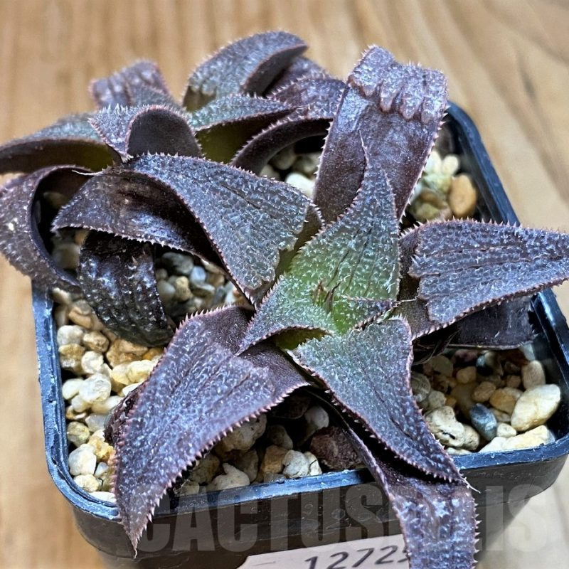 SH12725 Haworthia 'Bev's Wonder' hybrid