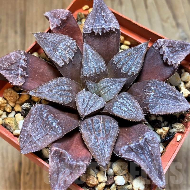 SH12750 Haworthia KPW-2, ex Cactus Nichii