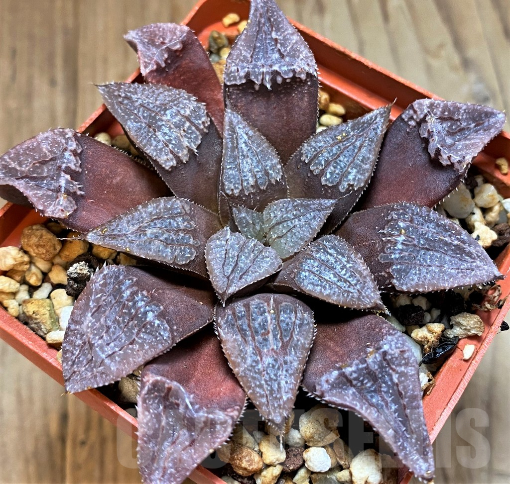 SH12750 Haworthia KPW-2, ex Cactus Nichii