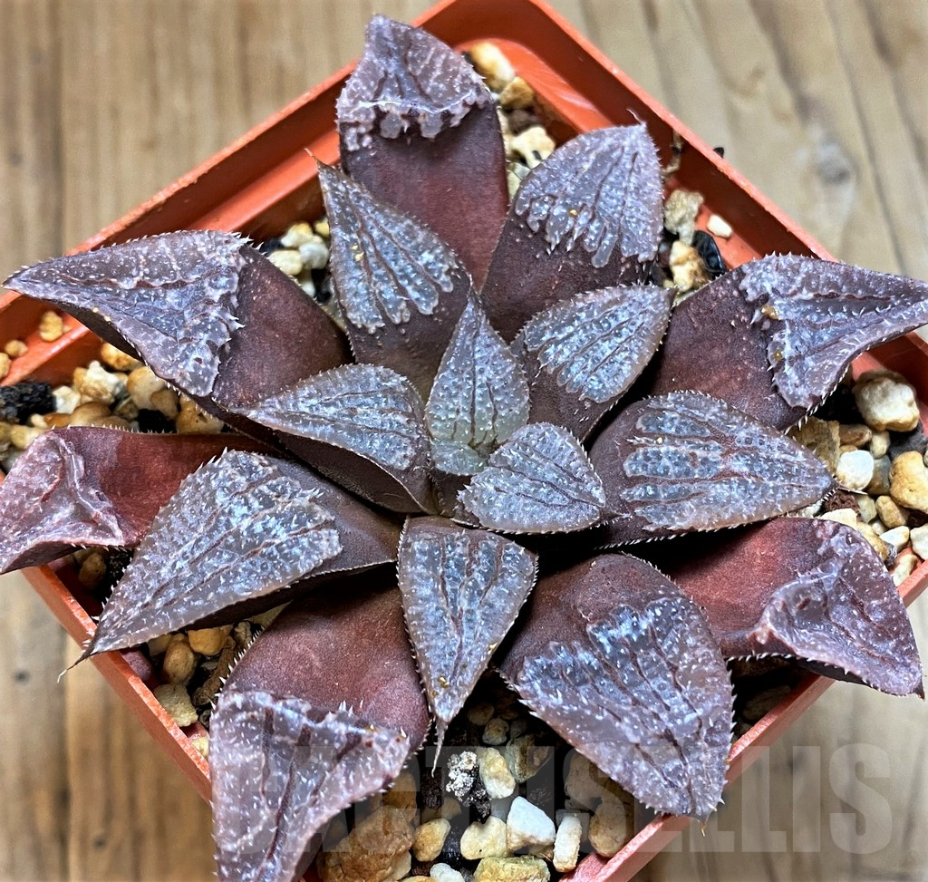 SH12750 Haworthia KPW-2, ex Cactus Nichii - Image 2