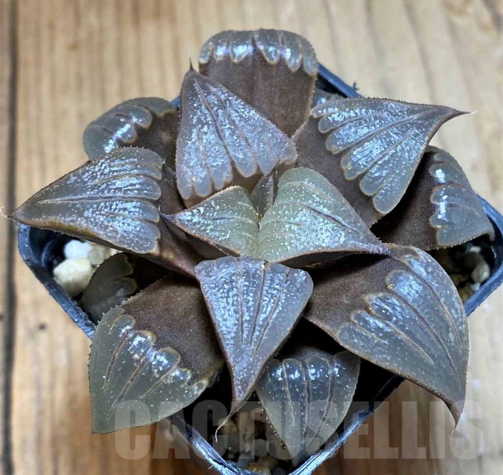 SH12713 Haworthia badia hybrid