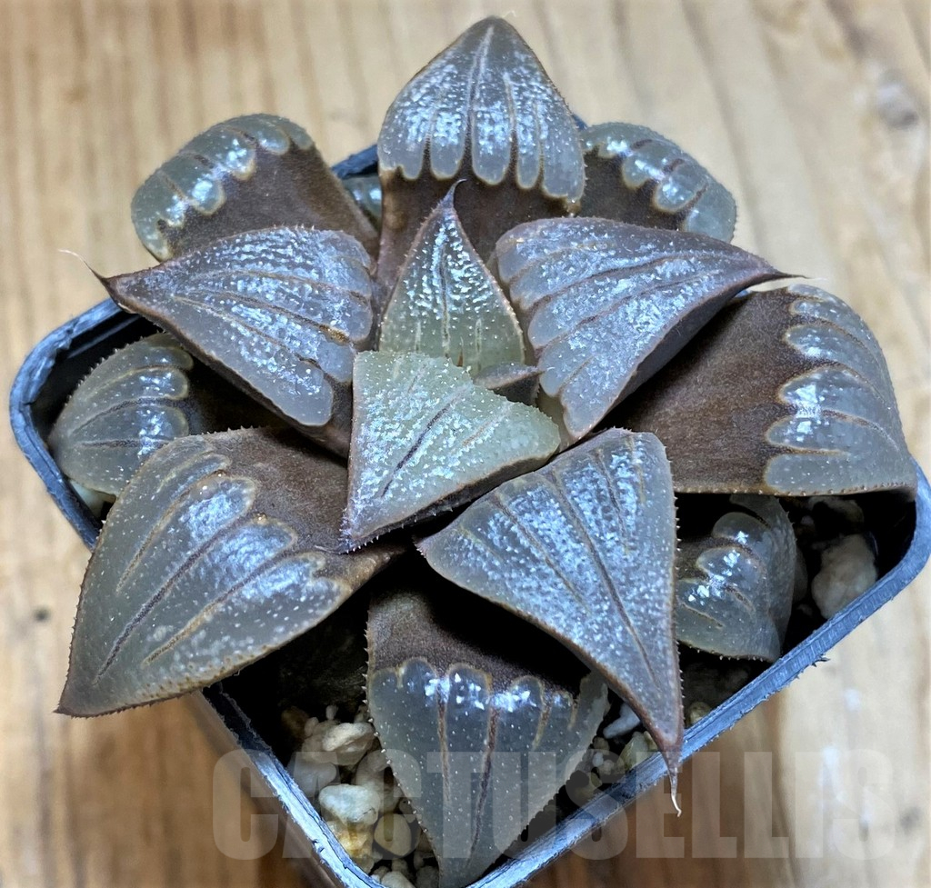 SH12713 Haworthia badia hybrid - Image 2