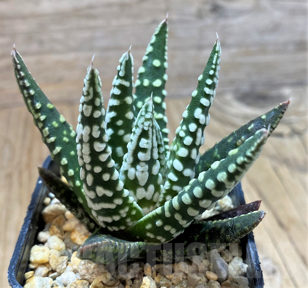 SH13129 Haworthia pumila ‘Angel’s Tears’, seedling - Image 2