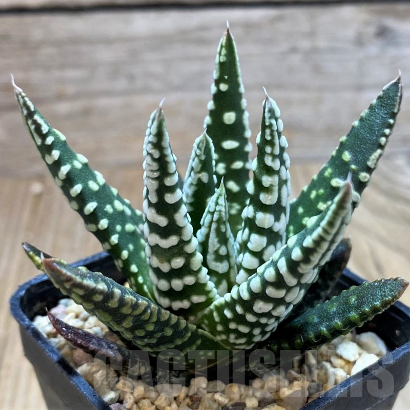 SH13129 Haworthia pumila ‘Angel’s Tears’, seedling