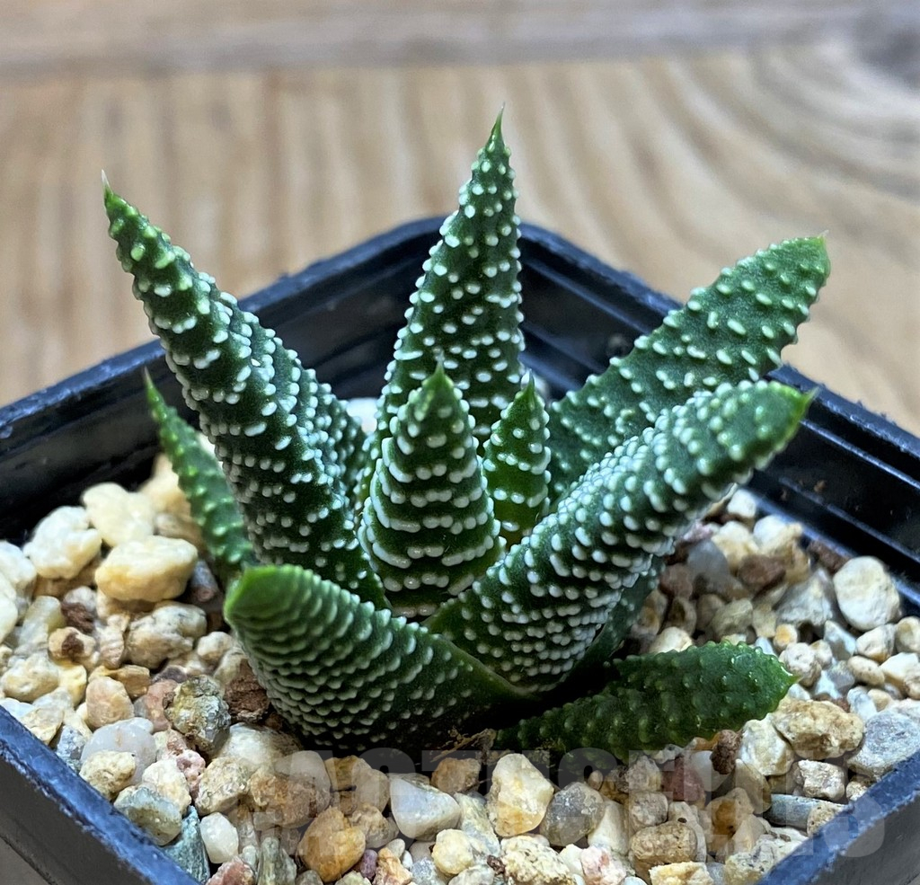 SH13137 Haworthia minima, seedling - Image 2