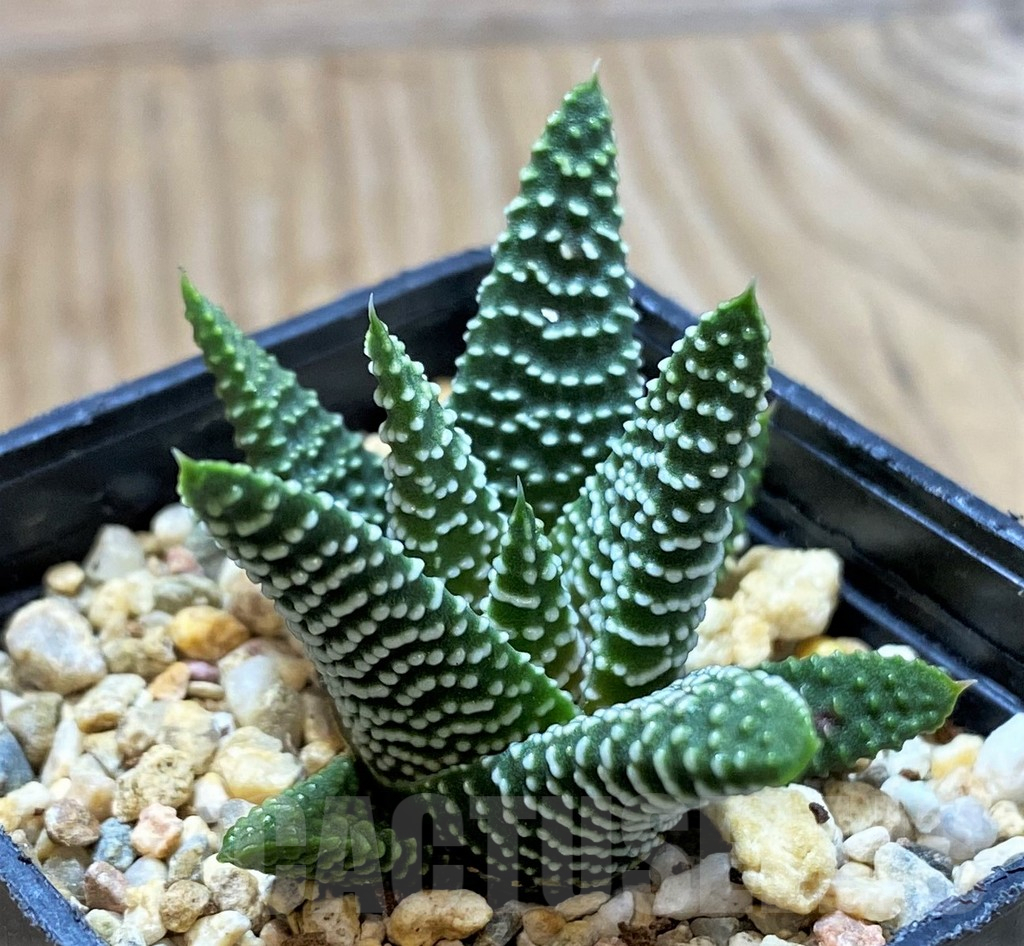 SH13137 Haworthia minima, seedling