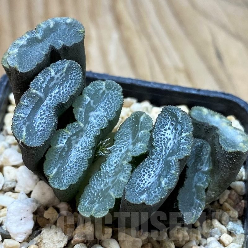 SH13144 Haworthia truncata