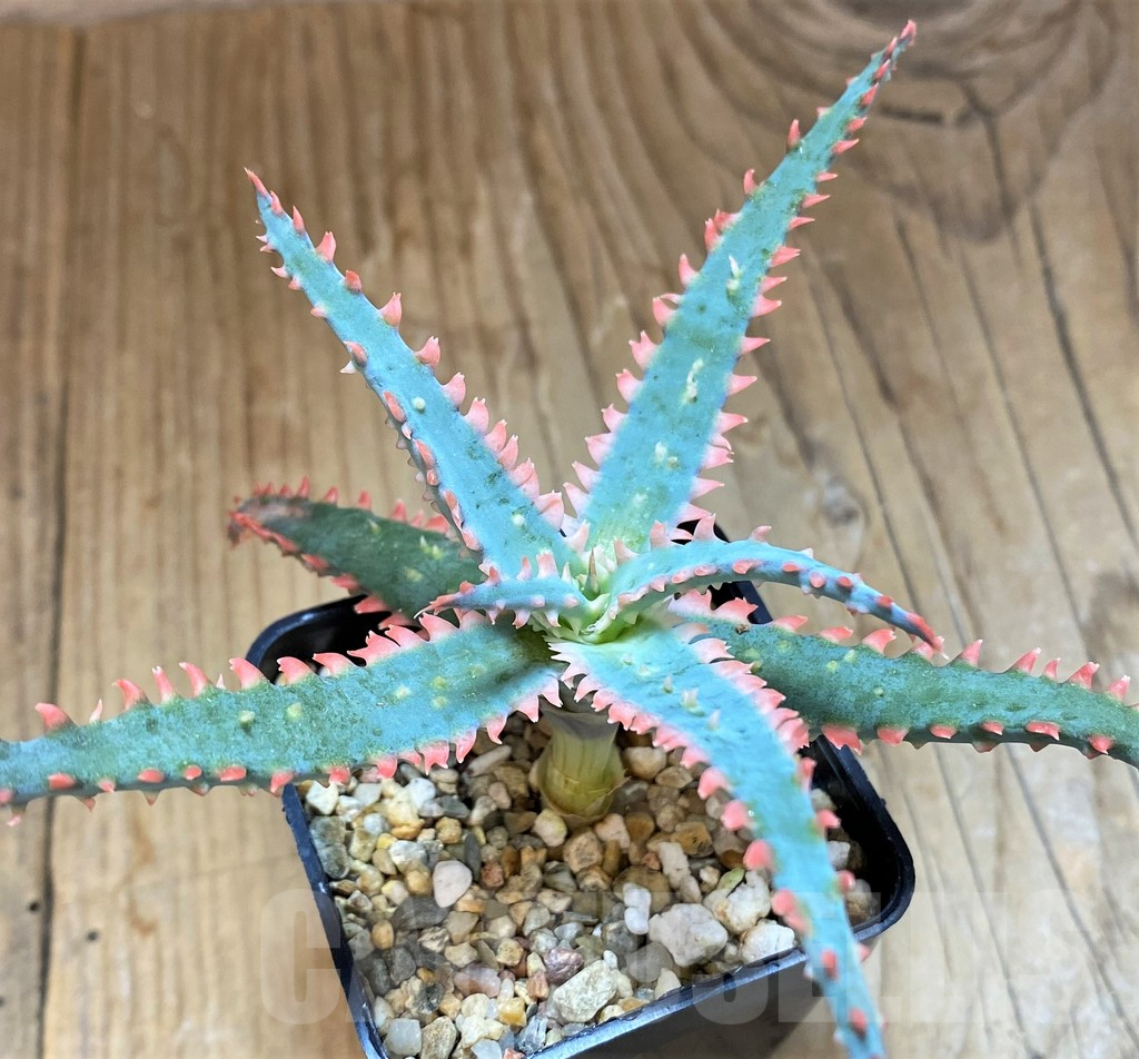 SH14201 Aloe TCT hybrid