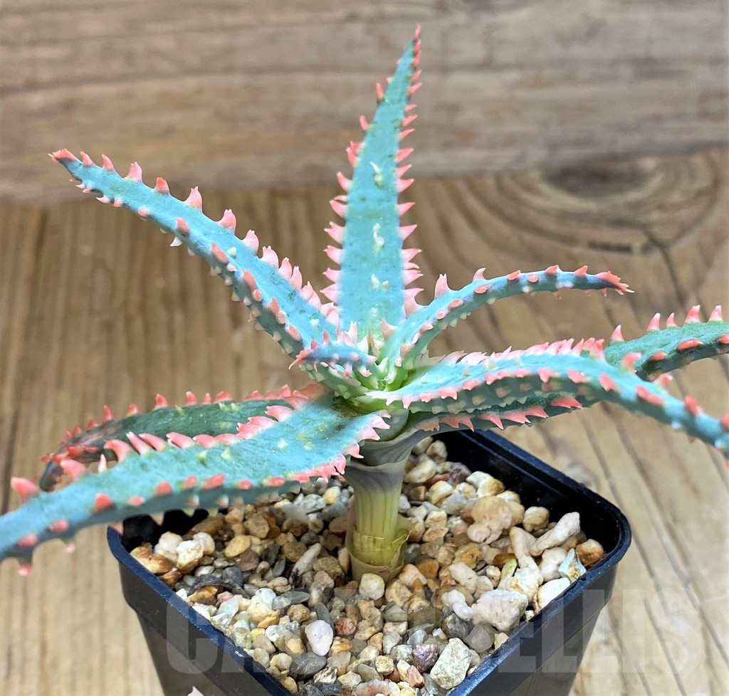 SH14201 Aloe TCT hybrid - Image 2