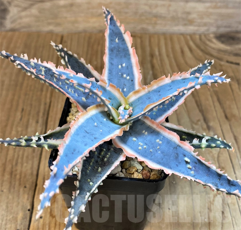 SH14214 Aloe TCT hybrid