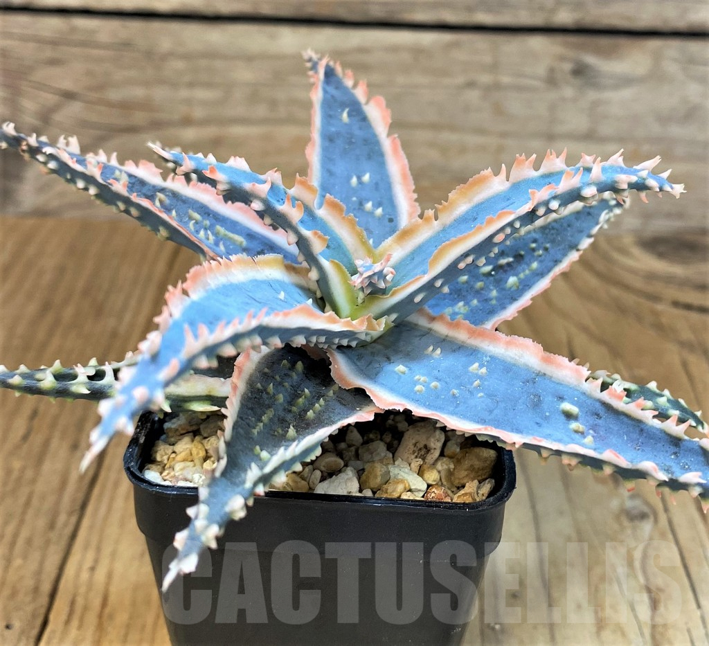 SH14214 Aloe TCT hybrid - Image 3