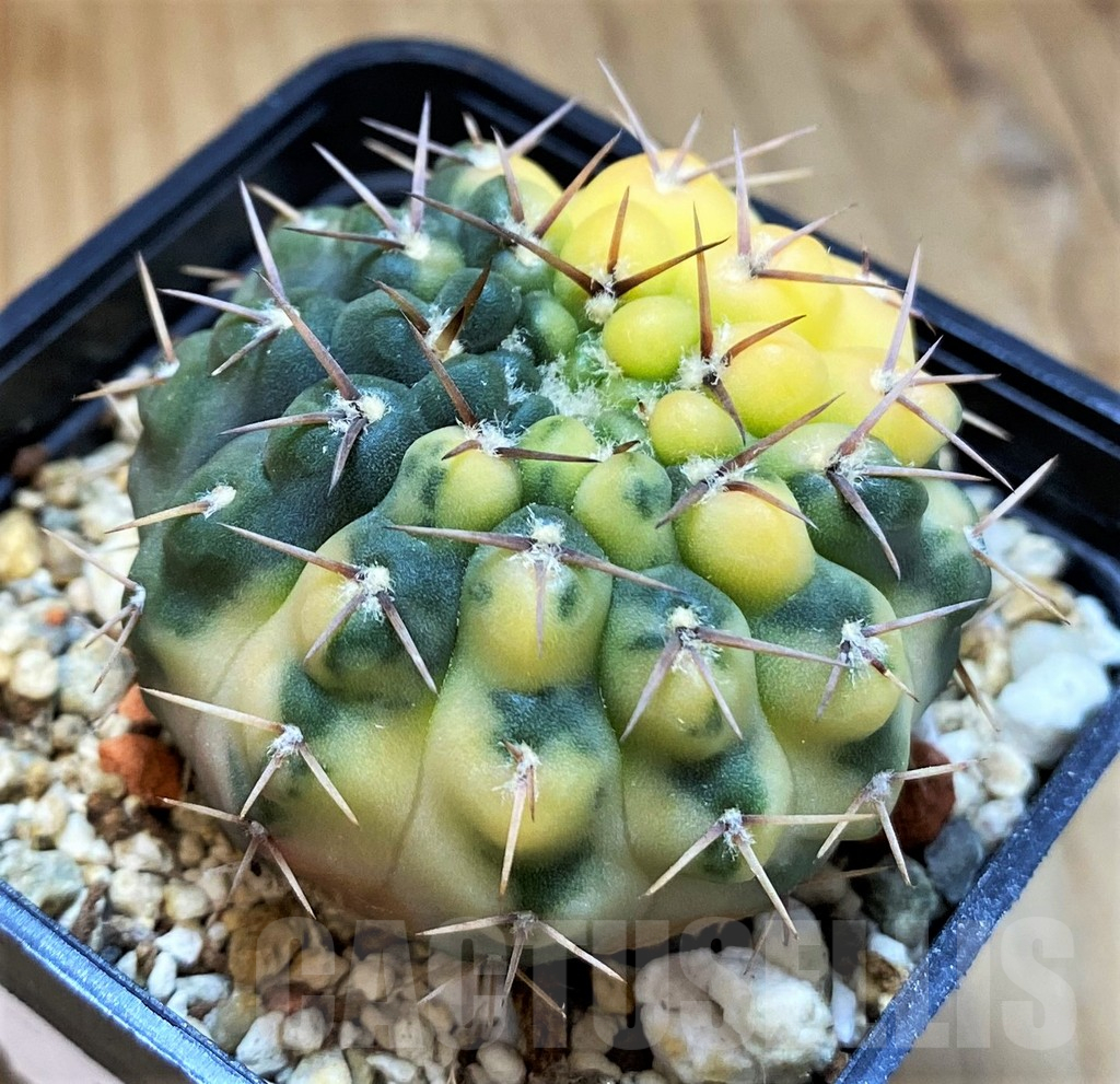 SH14303 Gymnocalycium stellatum f. variegata