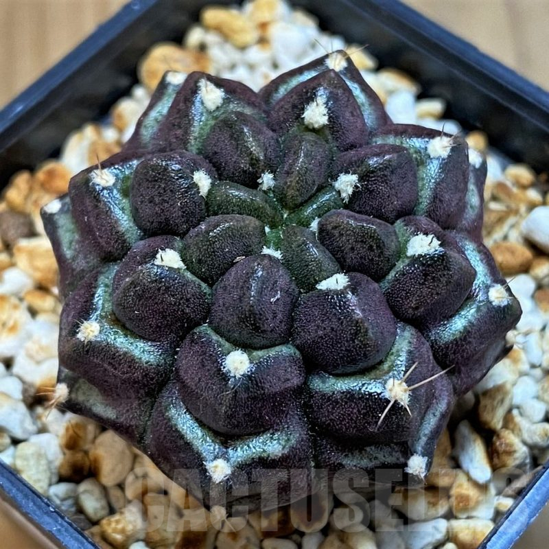 SH14310 Gymnocalycium mihanovichii ‘Day Dream’, seedling
