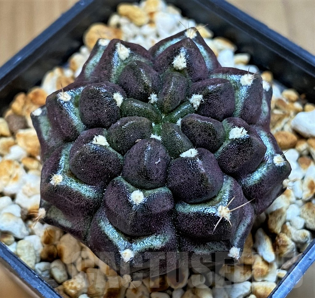 SH14310 Gymnocalycium mihanovichii ‘Day Dream’, seedling