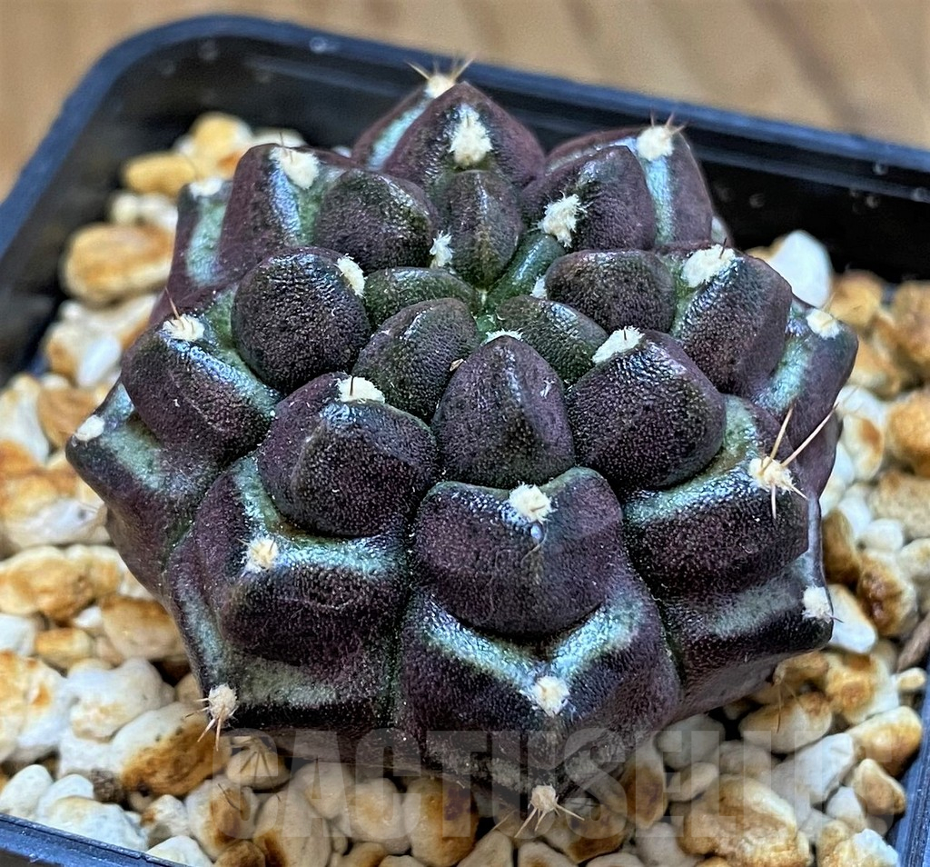 SH14310 Gymnocalycium mihanovichii ‘Day Dream’, seedling - immagine 2