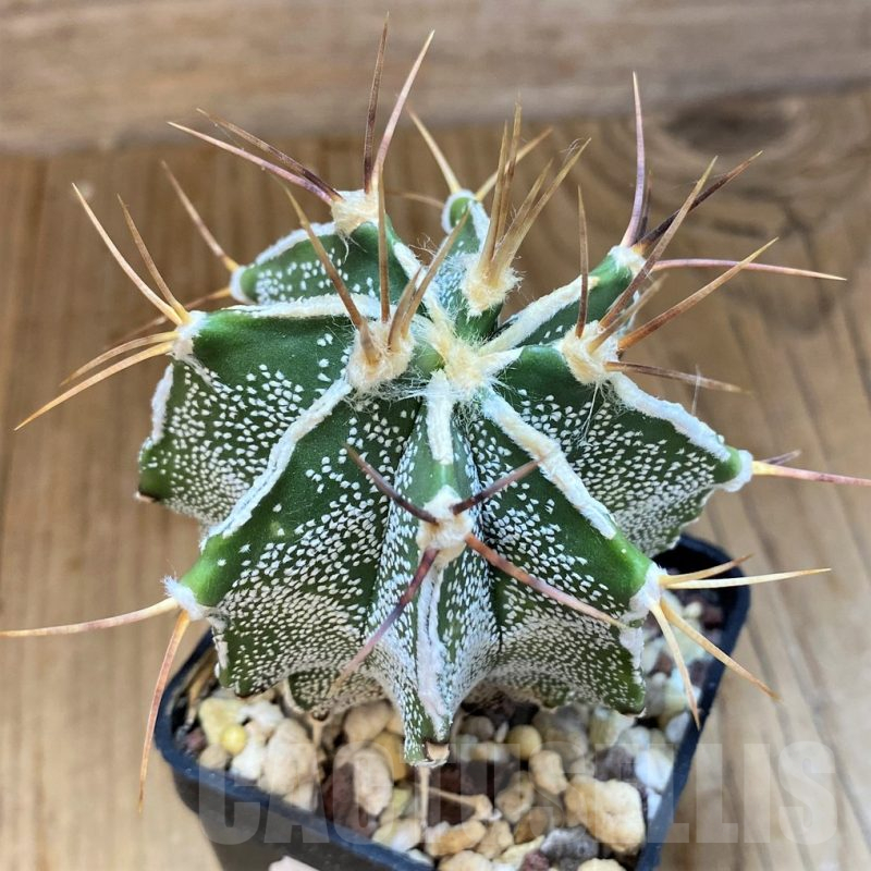 SH14313 Astrophytum ornatum hybrid