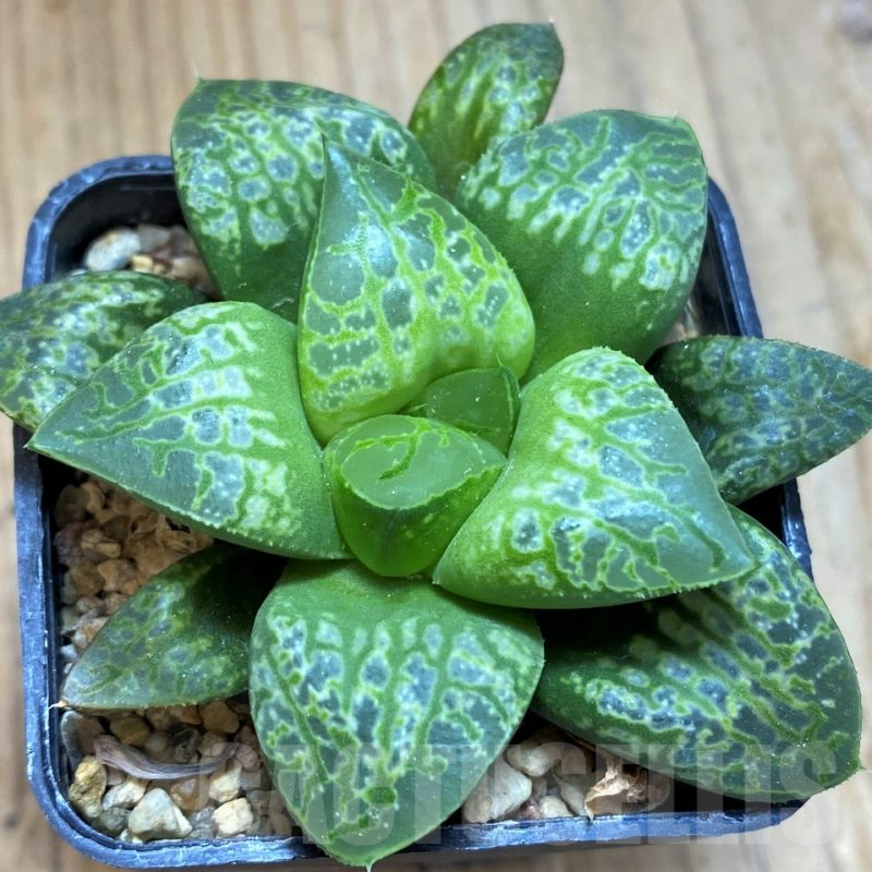 SH14433 Haworthia 'Kamen Butokai'
