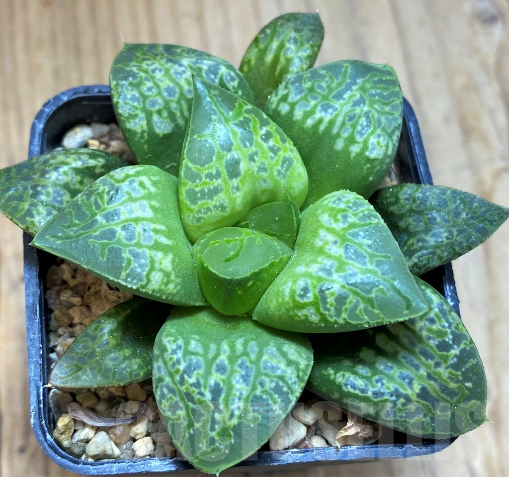 SH14433 Haworthia 'Kamen Butokai'