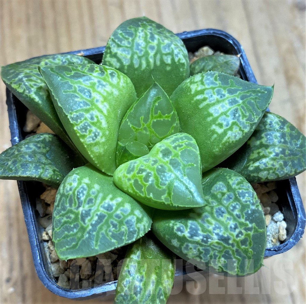 SH14433 Haworthia 'Kamen Butokai' - Image 2