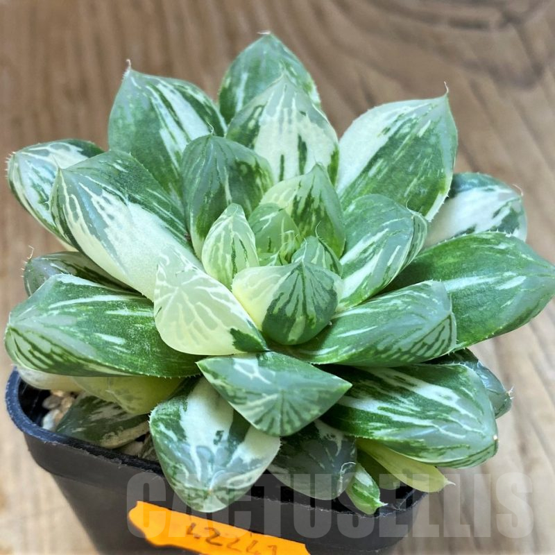 SH14441 Haworthia obtusa ‘Marin’ f. variegata