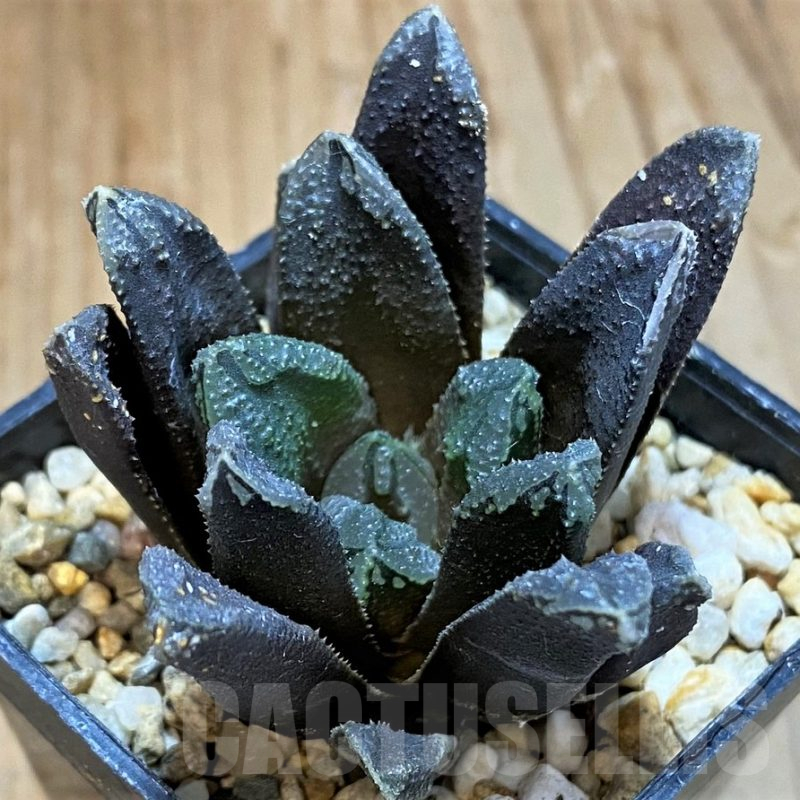 SH14442 Haworthia ‘Oniyome’ hybrid