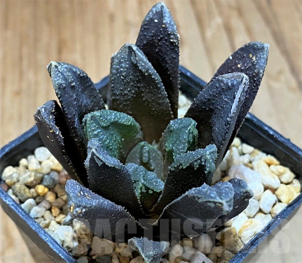 SH14442 Haworthia ‘Oniyome’ hybrid