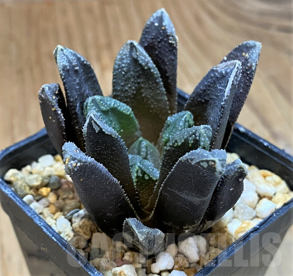 SH14442 Haworthia ‘Oniyome’ hybrid - Image 2