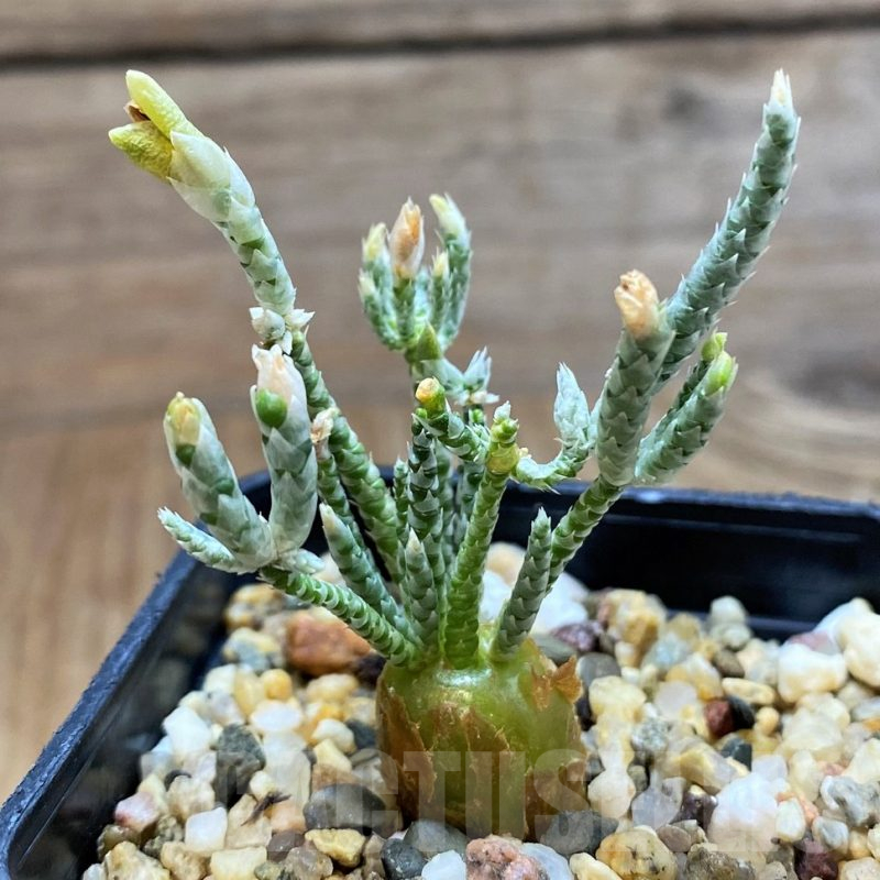 SH15075 Avonia alstonii, white flower