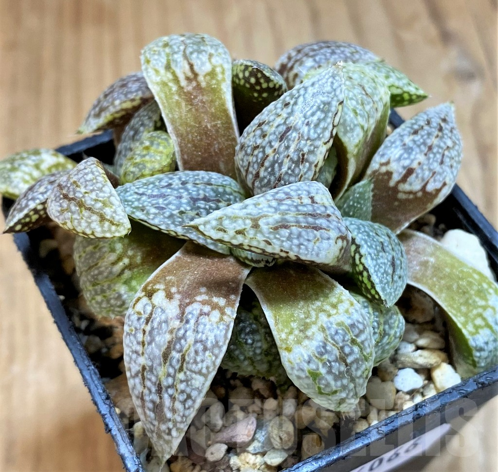 SH16066 Haworthia picta -Japan- - Image 3