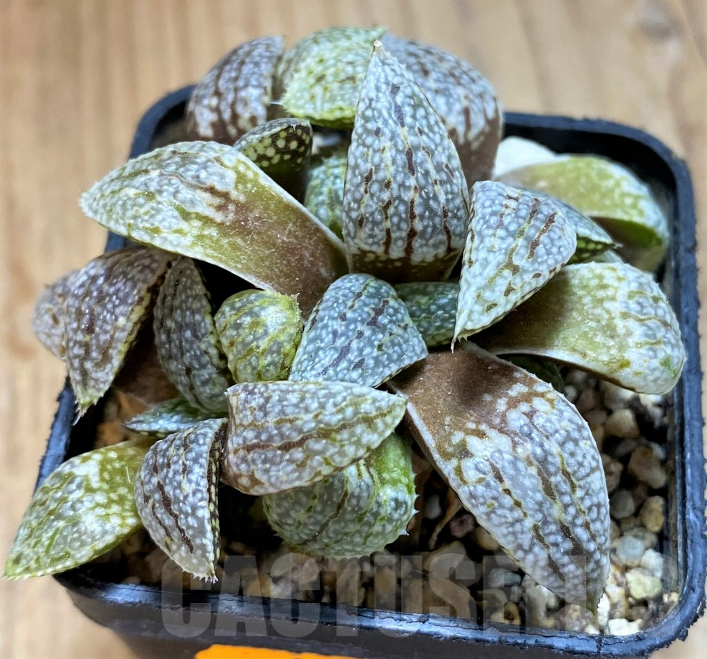 SH16066 Haworthia picta -Japan- - Image 2