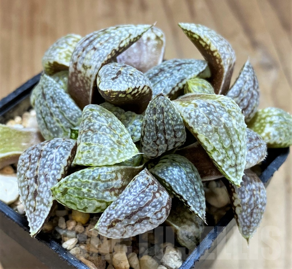 SH16066 Haworthia picta -Japan-