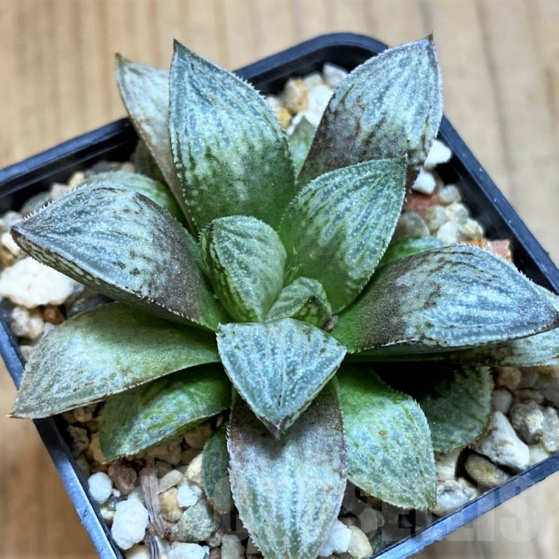 VVG16074 Haworthia 'Yumedono' hybrid F2