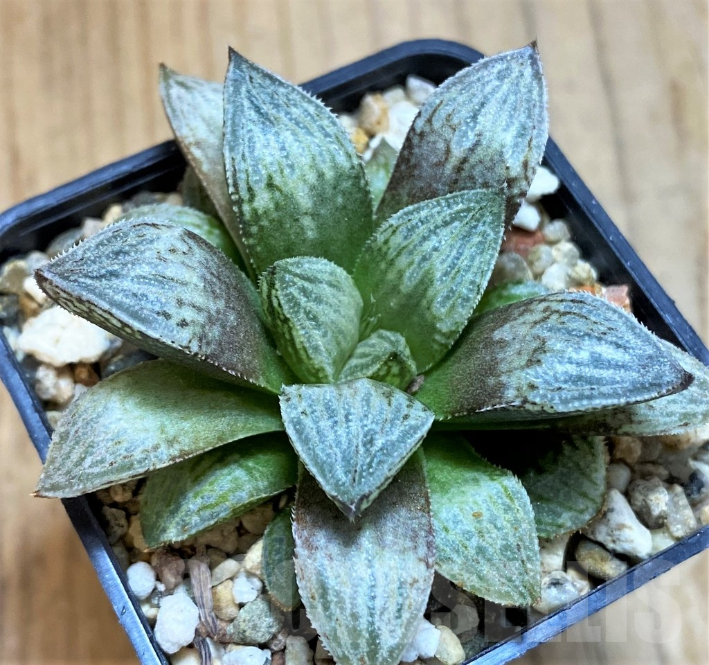 VVG16074 Haworthia 'Yumedono' hybrid F2