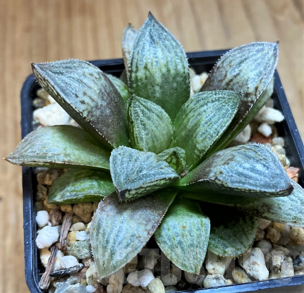 VVG16074 Haworthia 'Yumedono' hybrid F2 - Obrázek 2