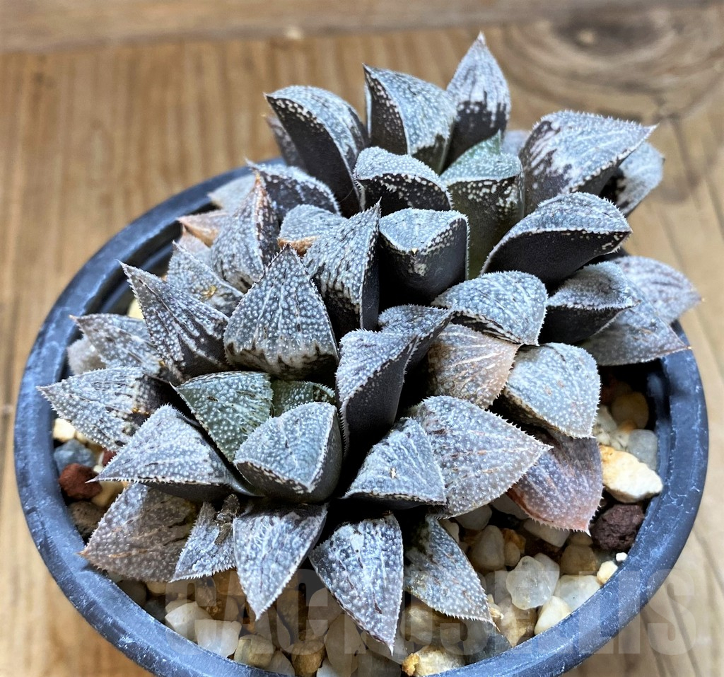 SH16852 Haworthia 'Snow star'